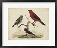 Red & Green Tanager Framed Print