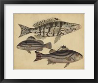 Species of Fish I Framed Print