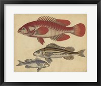 Species of Fish II Framed Print