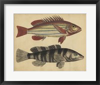 Framed Species of Fish III