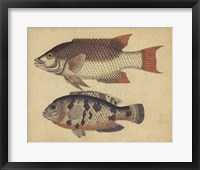 Framed Species of Fish IV