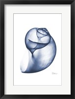 Framed Indigo Water Snail