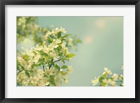 Spring Beauty I Framed Print