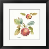 Framed 'Orchard Bloom IV' border=