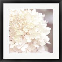 Hydrangea Dream I Framed Print