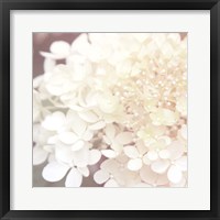 Hydrangea Dream II Framed Print