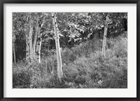 Framed Sunlit Birches I