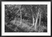 Framed Sunlit Birches II