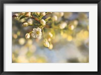 Blush Blossoms II Framed Print