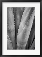 Framed Abstract Agava I