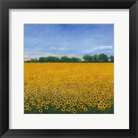 Framed Field of Sunflowers II