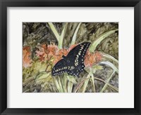 Butterfly in Nature III Framed Print