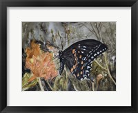 Framed Butterfly in Nature IV