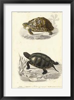 Antique Turtle Duo II Framed Print