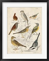 Framed Gathering of Birds I