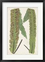 Framed Fern Family III