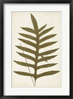 Framed Fern Family VIII