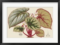 Framed Begonia Varieties IV