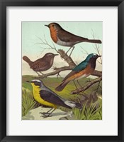 Framed Robin, Wren & Redstart