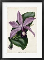 Framed Plum Orchid