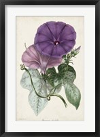 Framed Plum Morning Glory