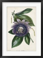 Framed Plum Passion Flower