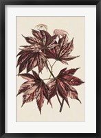 Framed Japanese Maple Leaves II