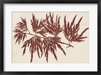 Framed Japanese Maple Leaves IV