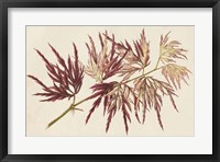 Framed Japanese Maple Leaves V