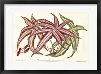 Framed Fern Leaf Foliage III