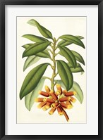 Tropical Rhododendron I Framed Print