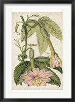 Framed Passion Flower Botanical