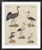 Heron Classification I Framed Print