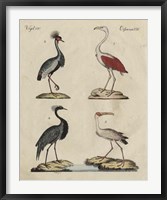 Framed Heron Classification II