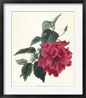 Framed Rose Hibiscus I