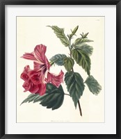 Framed Rose Hibiscus II