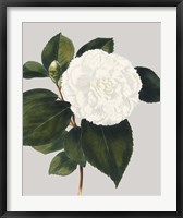 Framed Camellia Japonica II