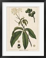 Framed Round fruited Honeyberry