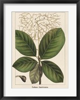 Framed Large Leaved Cotinus