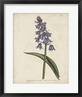 Framed Lavender Curtis Botanicals II