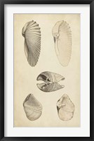 Marine Mollusk III Framed Print
