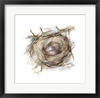 Framed Bird Nest Study IV