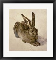 Framed Young Hare, c.1502