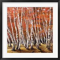 Bosco di Betulle I Framed Print