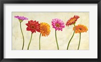 Framed Gerberas