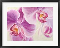 Framed Purple Orchids