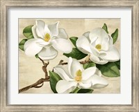 Framed Magnolie Bianche