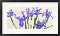 Framed Iris