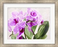 Framed Orchidee Selvagge