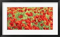 Framed Poppy Field